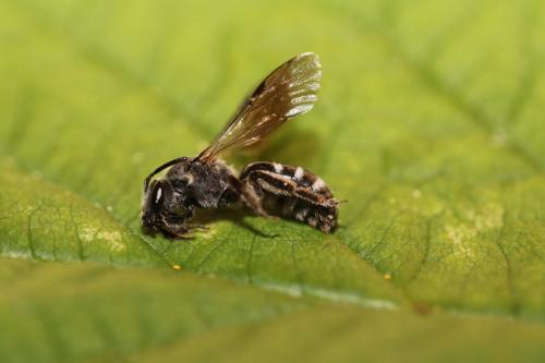Réf. 270 667 : Lasioglossum sexnotatum